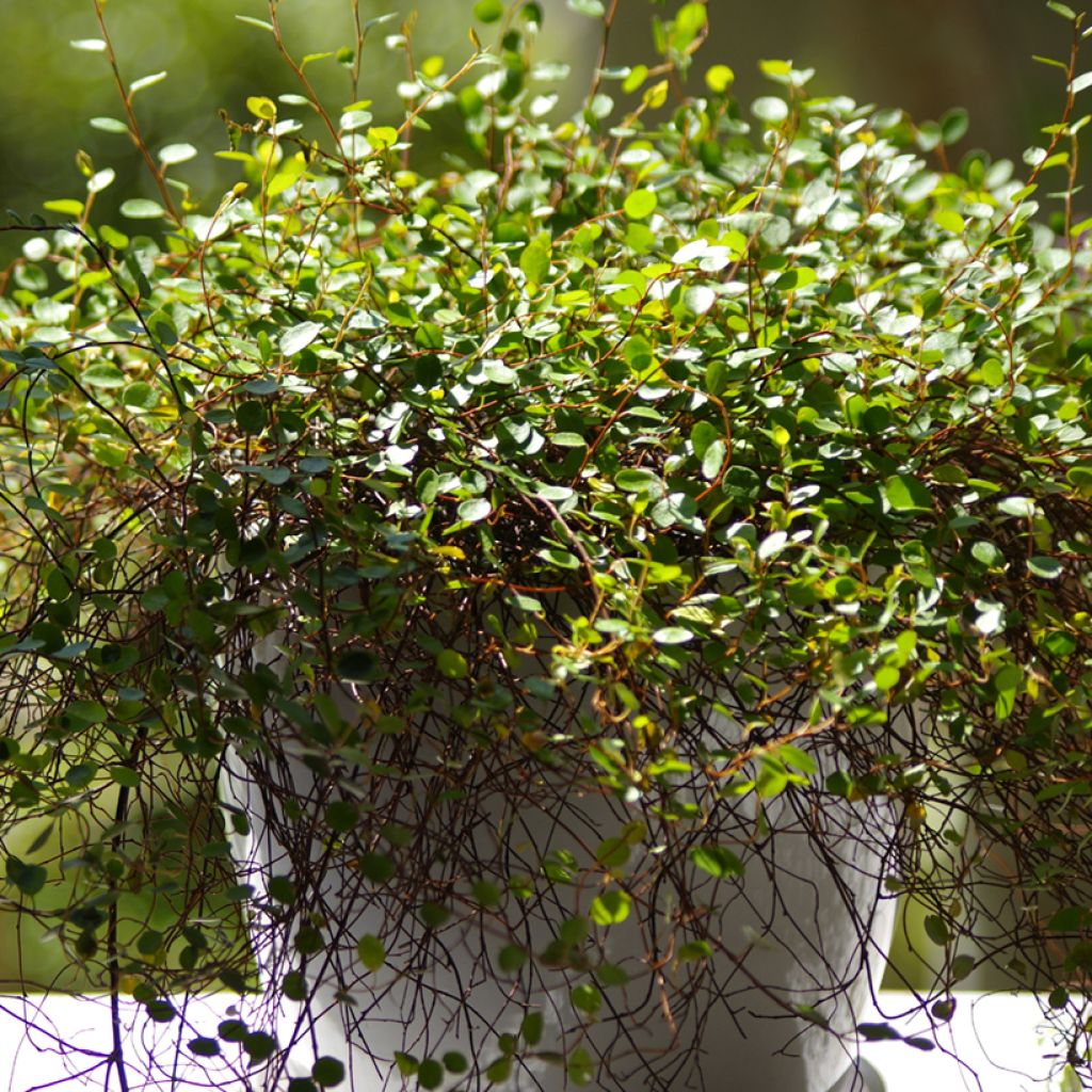 Muehlenbeckia complexa - Mühlenbeckie