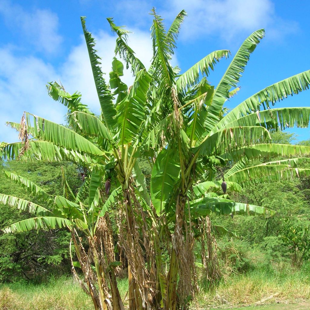Musa itinerans var. xishuangbannaensis Mekong Giant - Blaue Burma-Banane