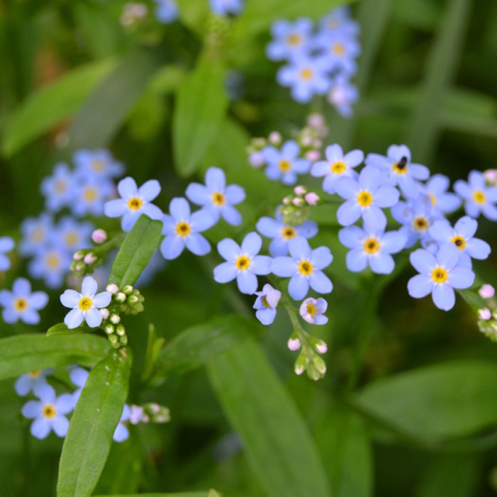 Sumpf-Vergissmeinnicht - Myosotis scorpioides