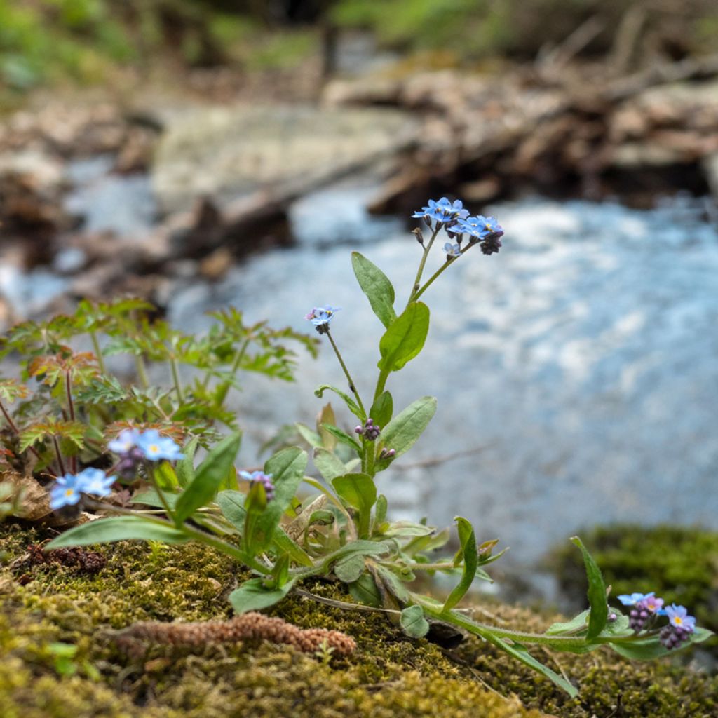 Sumpf-Vergissmeinnicht - Myosotis scorpioides