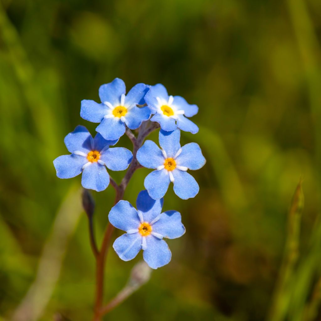Sumpf-Vergissmeinnicht - Myosotis scorpioides