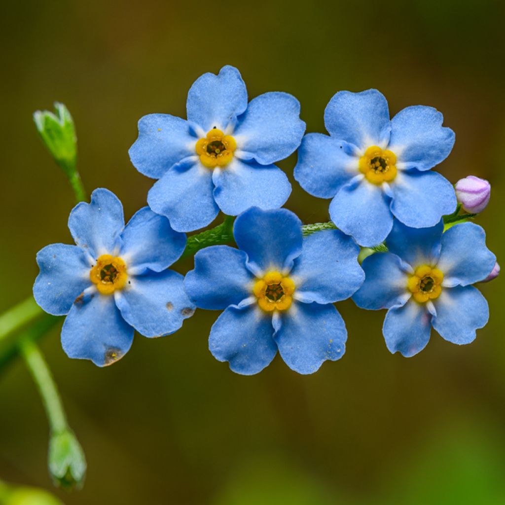 Sumpf-Vergissmeinnicht - Myosotis scorpioides