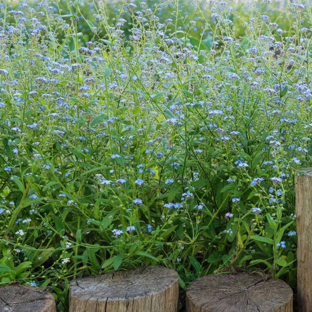 Sumpf-Vergissmeinnicht - Myosotis scorpioides