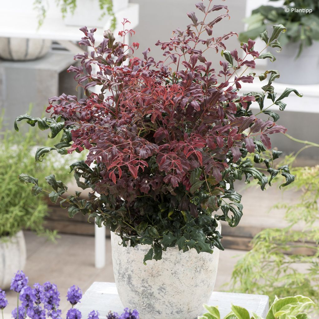 Nandina domestica Curly Obsessed - Himmelsbambus