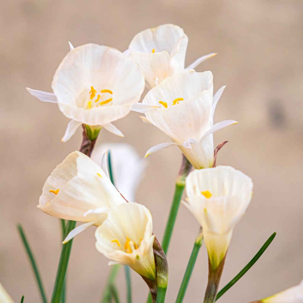 Narcissus bulbocodium Arctic Bells