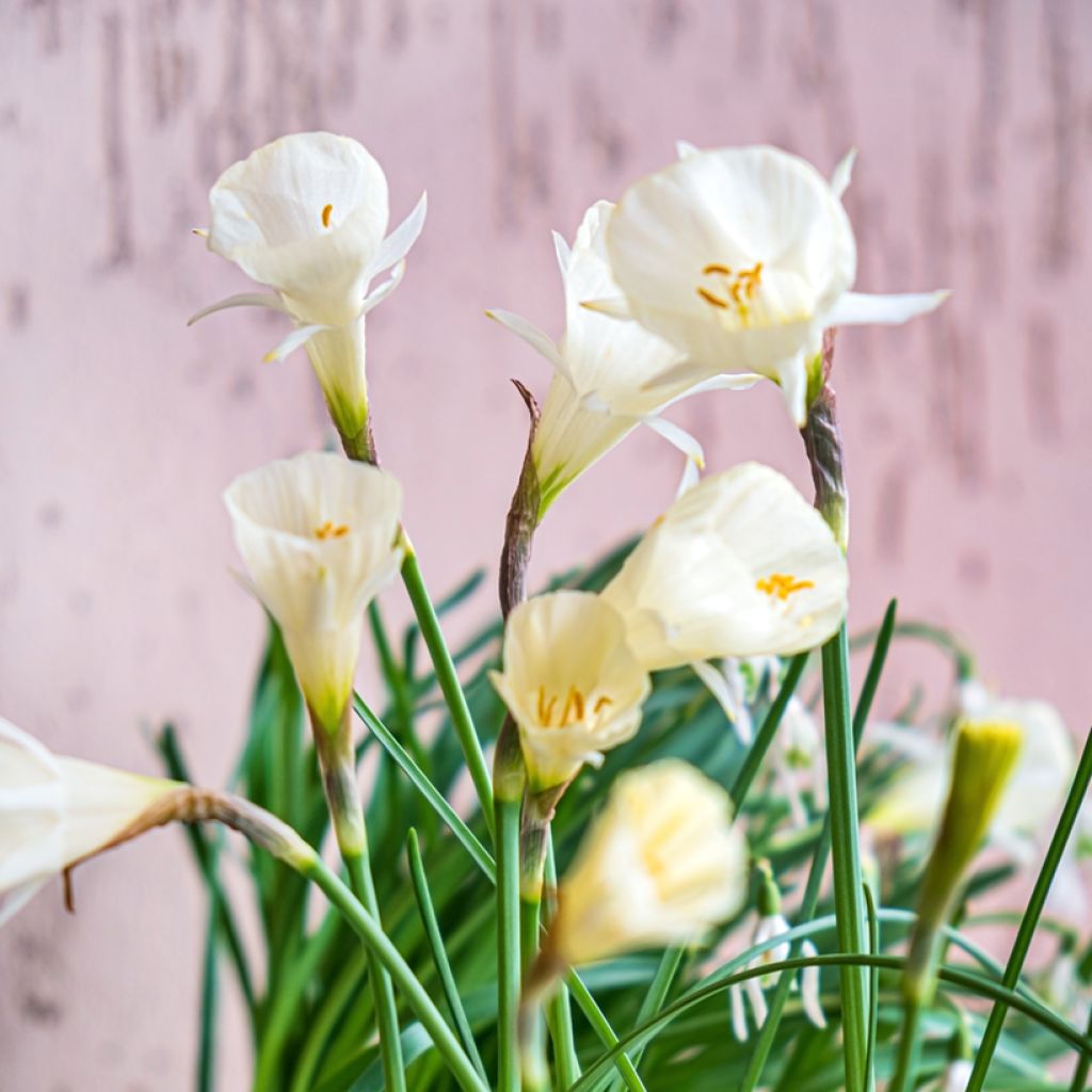 Narcissus bulbocodium Arctic Bells