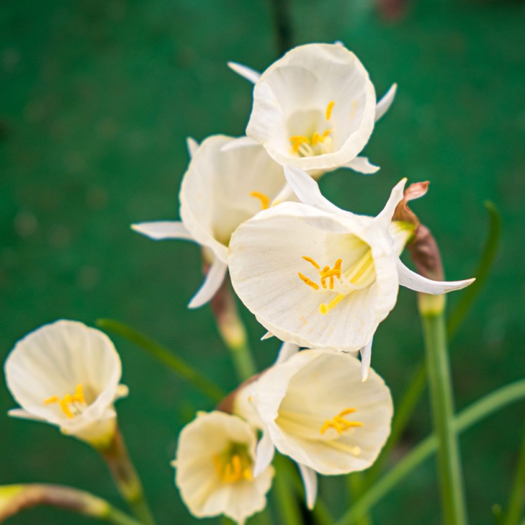 Narcissus bulbocodium Arctic Bells