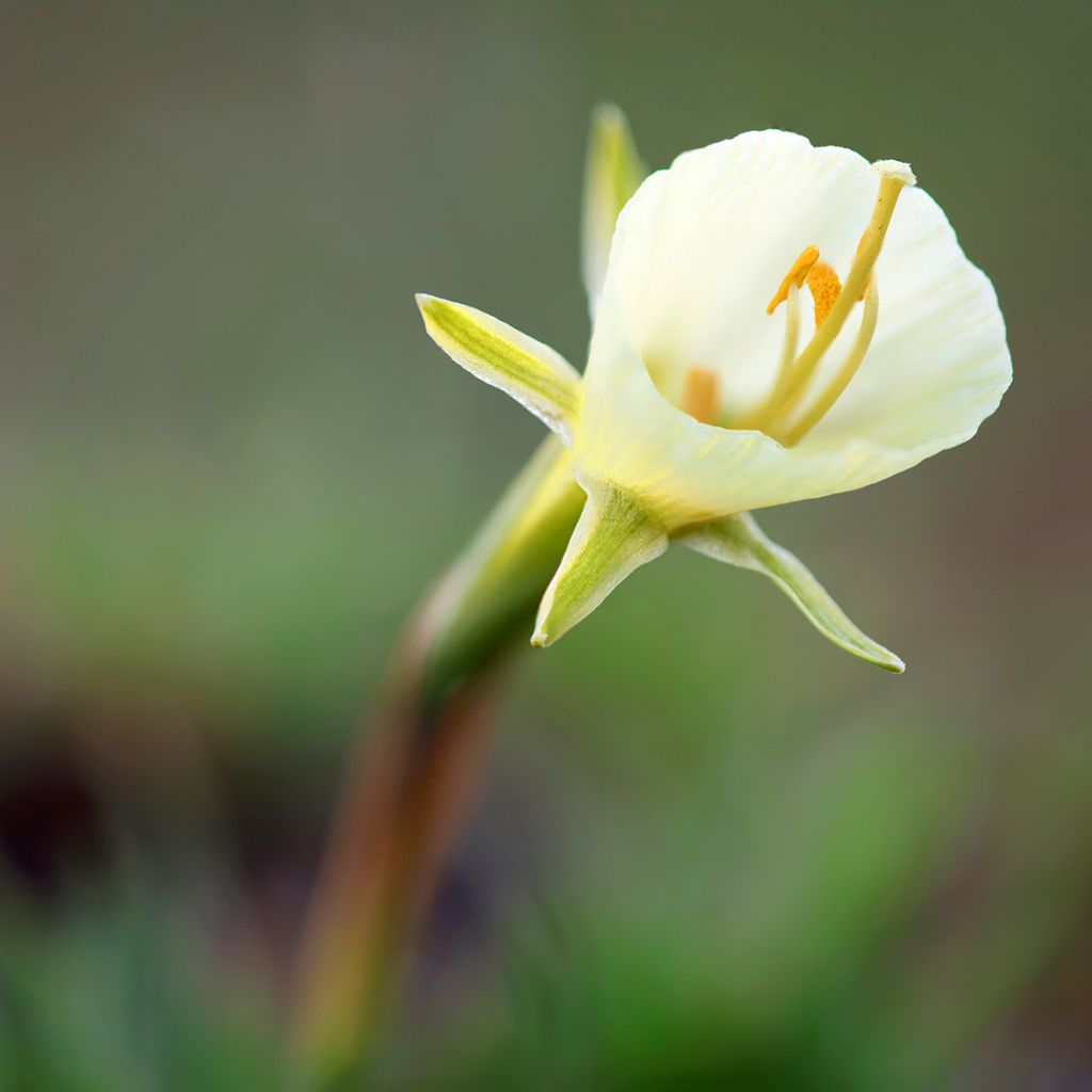 Narcissus bulbocodium White Petticoat