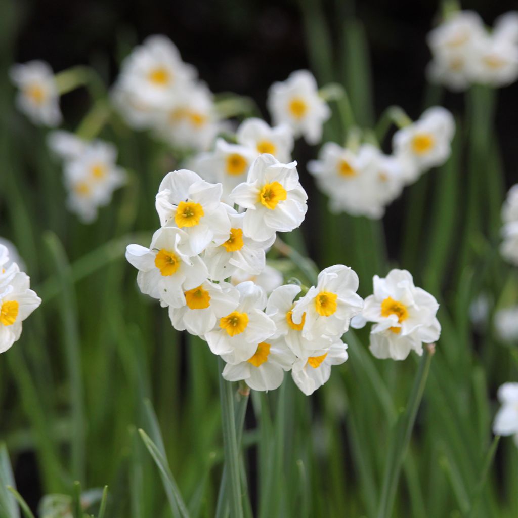 Narcissus tazetta Laurens Koster