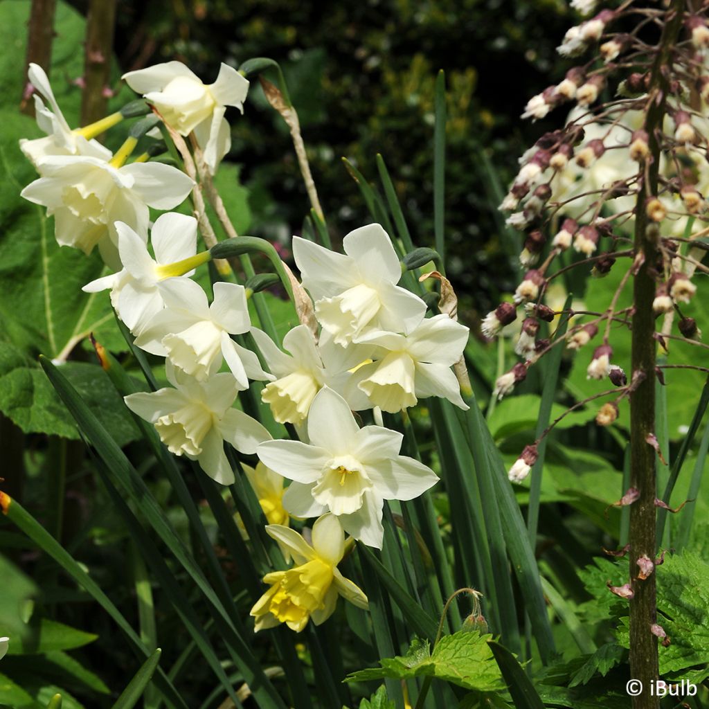 Narcissus Pueblo