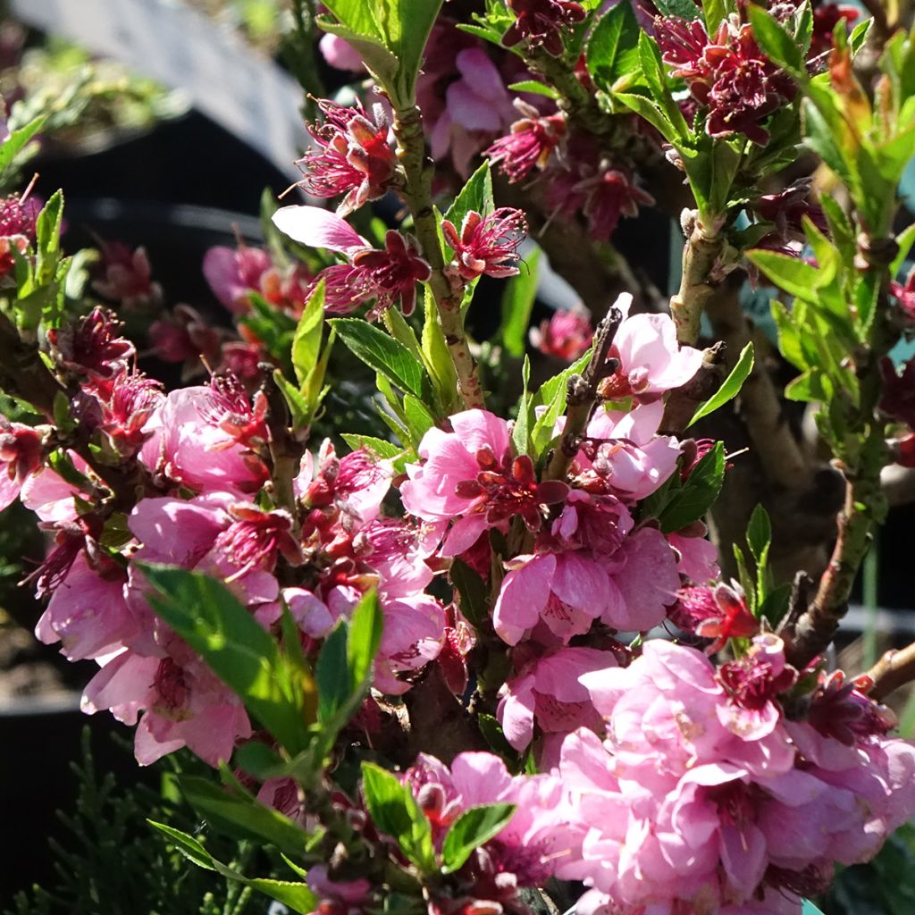 Zwerg-Nektarine Snow Baby Zaisno - Prunus persica