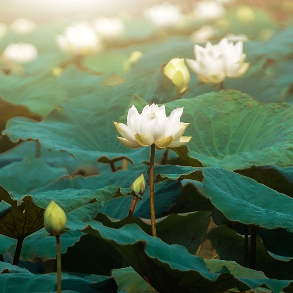 Nelumbo nucifera Hong Bian Yudie - Indische Lotosblume