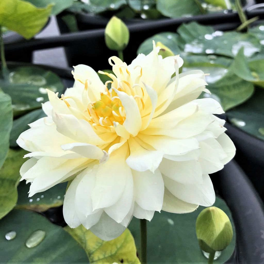 Nelumbo Gold & Resplendence - Indische Lotosblume