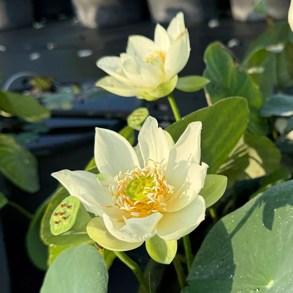 Nelumbo Little Antelope - Indische Lotosblume