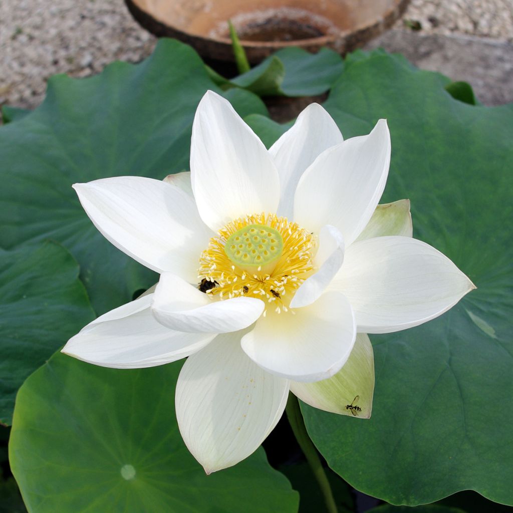 Nelumbo nucifera Hong Bian Yudie - Indische Lotosblume