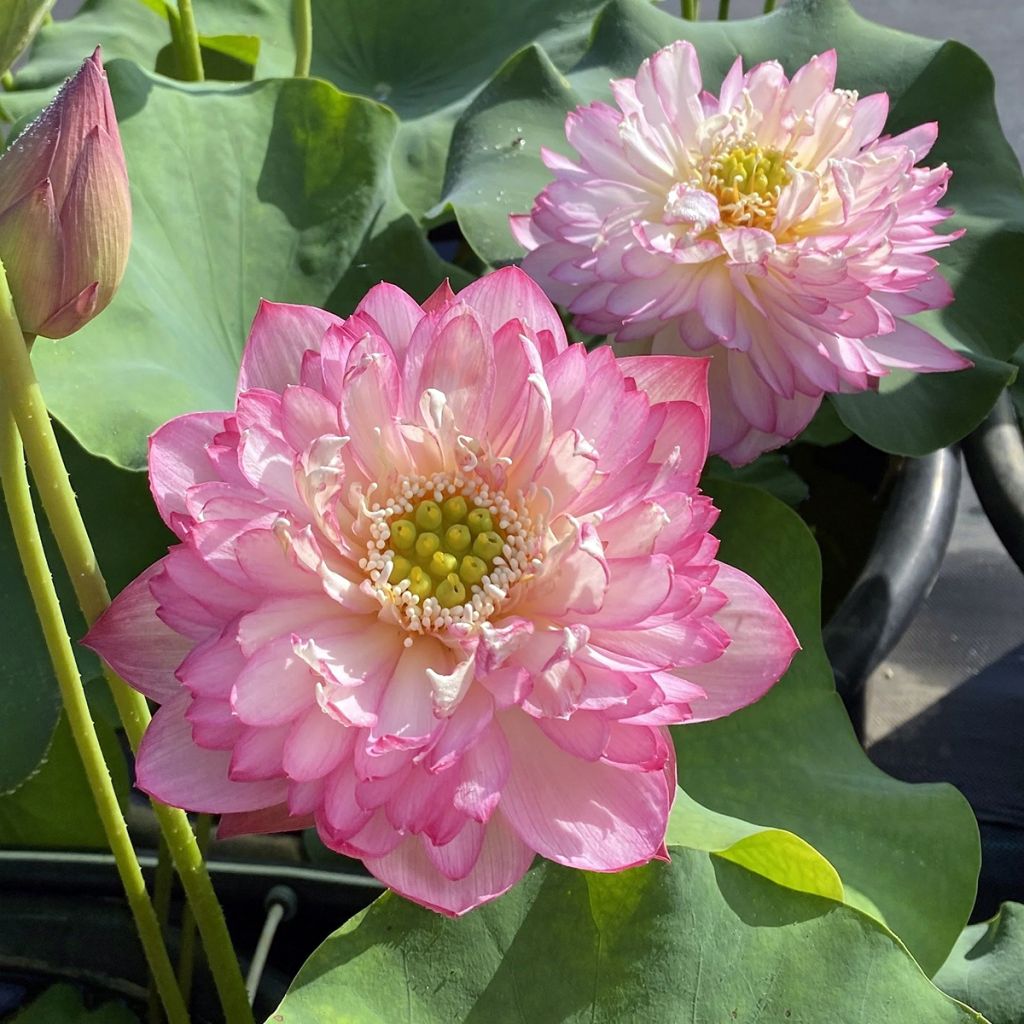 Nelumbo nucifera Pink Lady - Indische Lotosblume