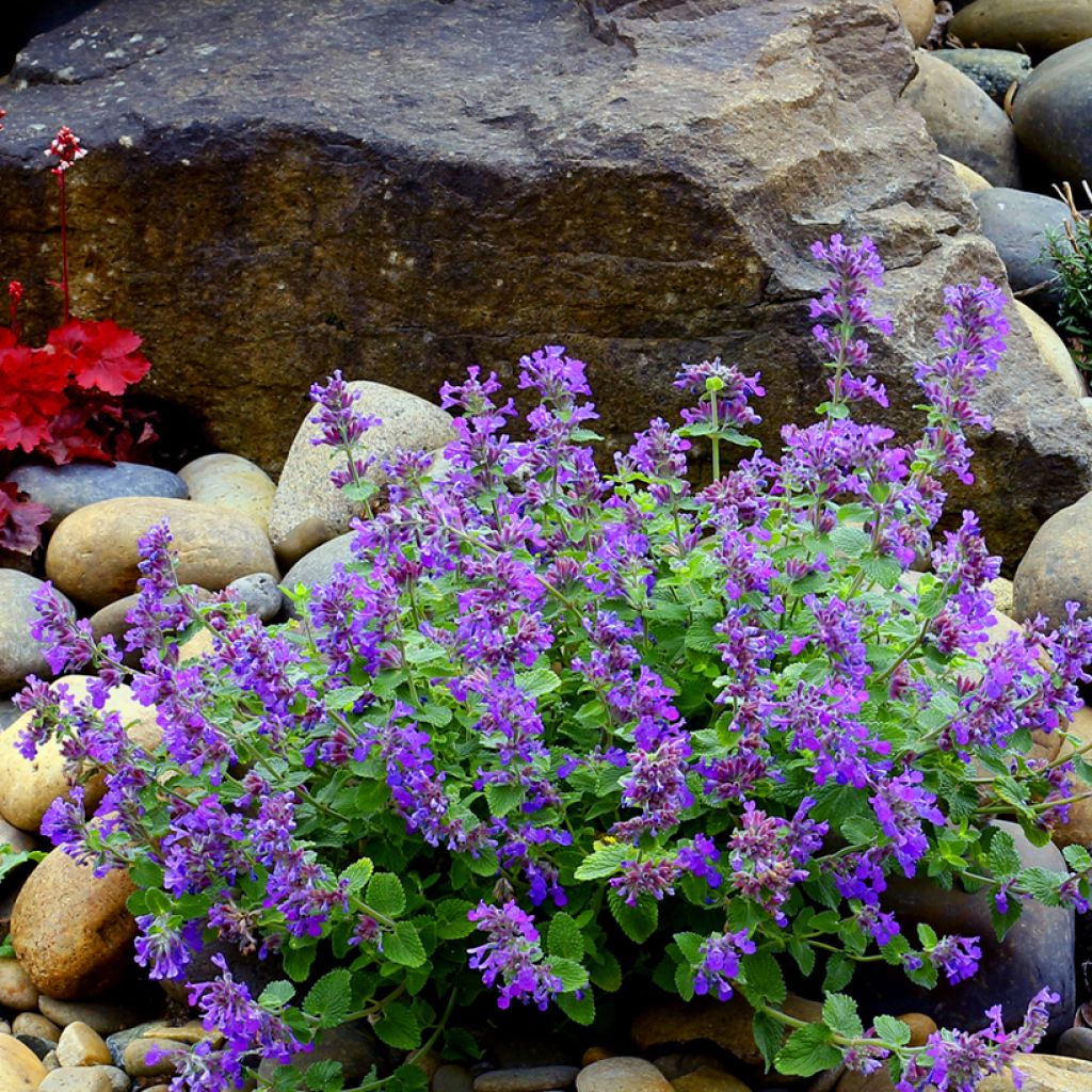 Katzenminze Nova Blue - Nepeta x faassenii 