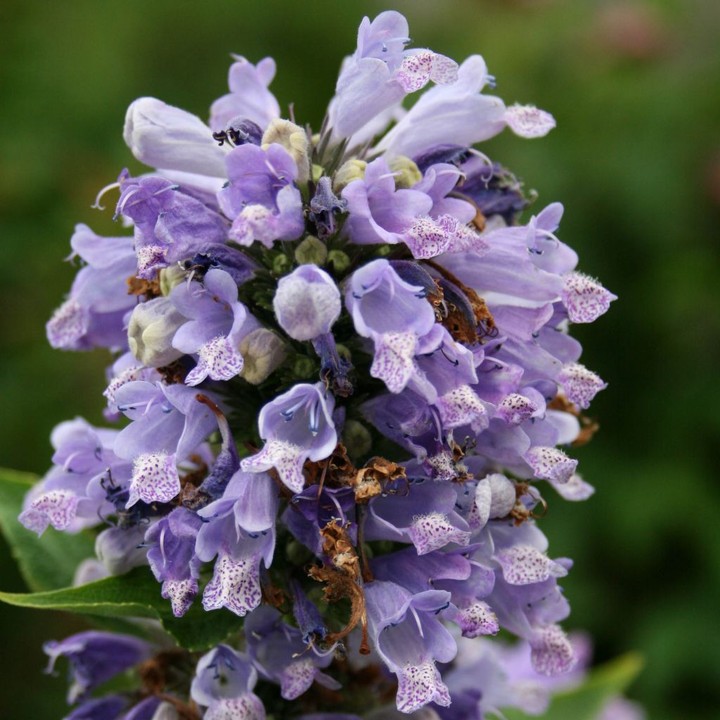 Sitzende Katzenminze - Nepeta subsessilis