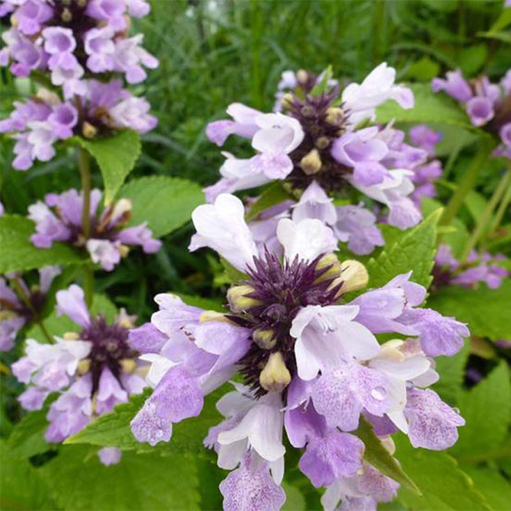 Sitzende Katzenminze Sweet Dreams - Nepeta subsessilis