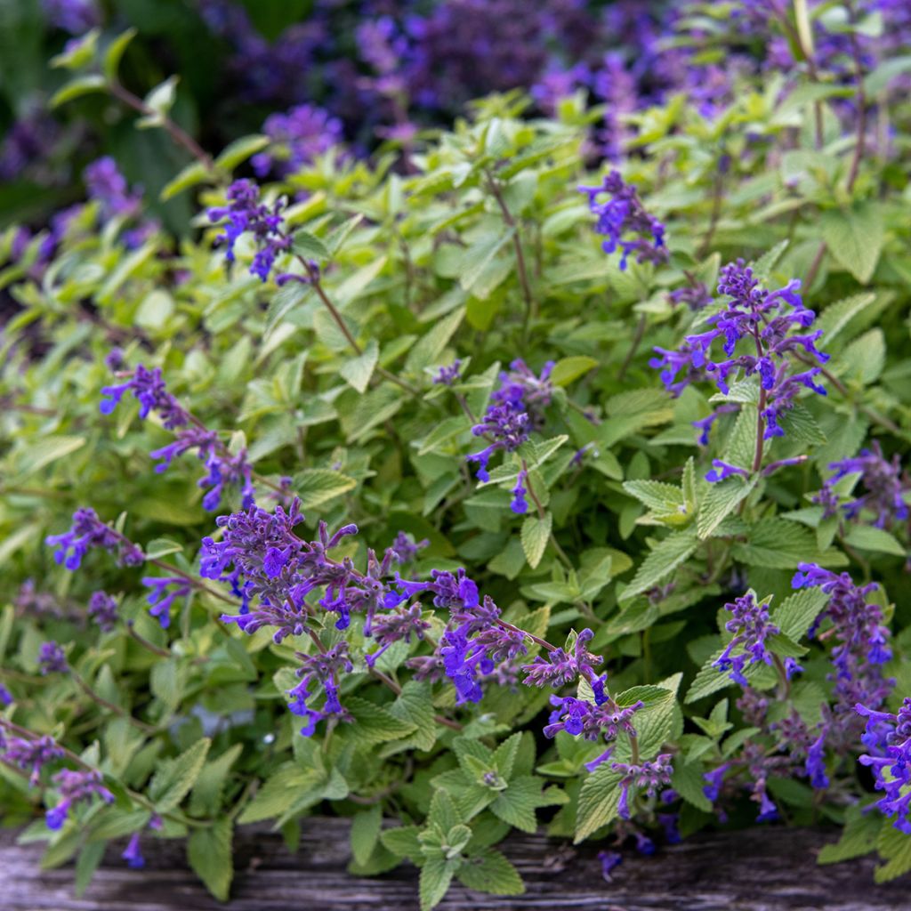 Katzenminze Limelight - Nepeta faassenii