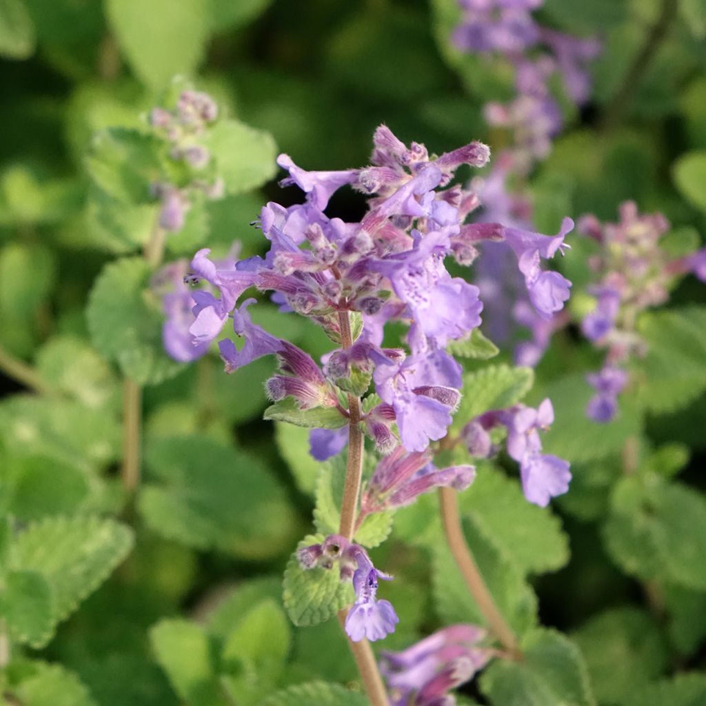 Katzenminze Walker's Low - Nepeta faassenii