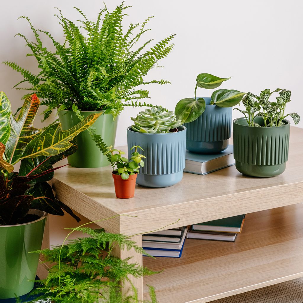 Schwertfarn Green Fantasy - Nephrolepis exaltata