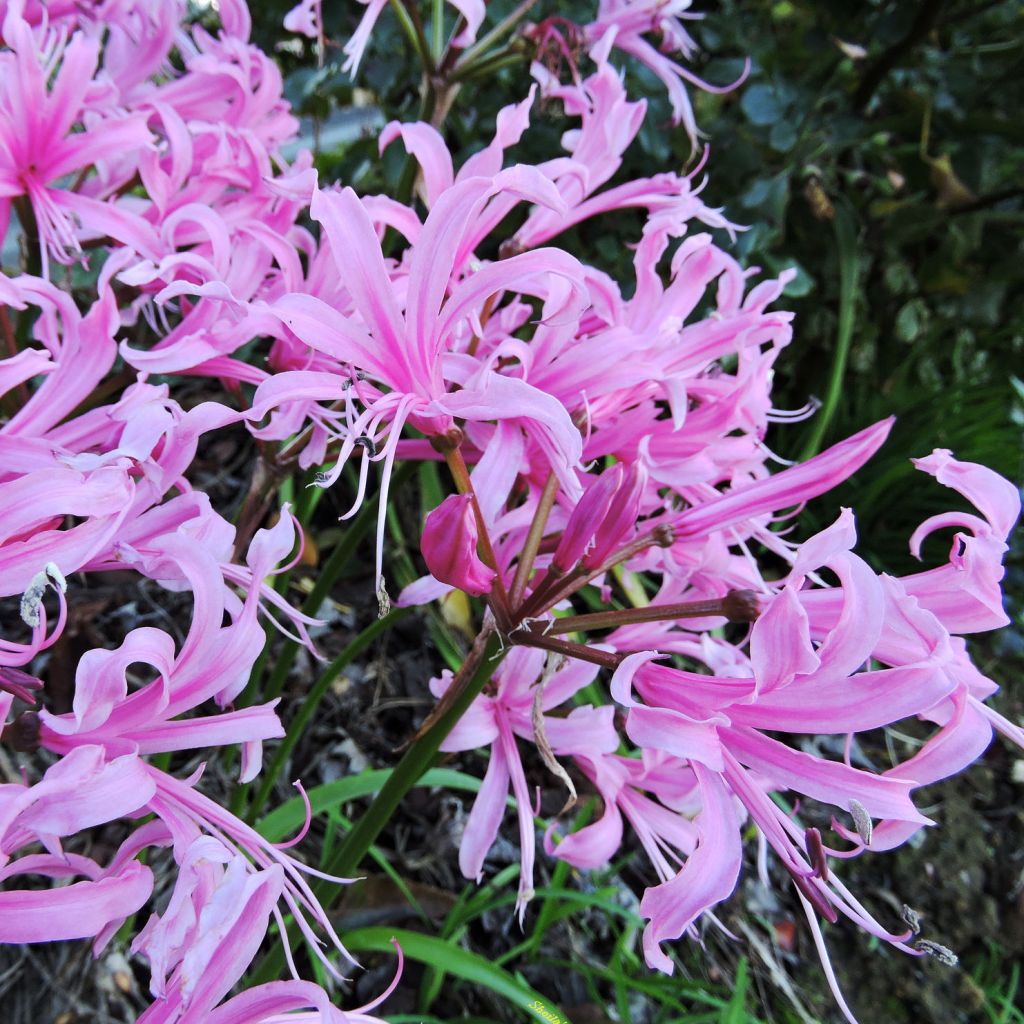 Nerine bowdenii - Guernsey-Lilie