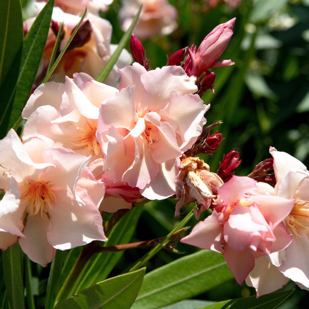 Oleander Provence - Nerium