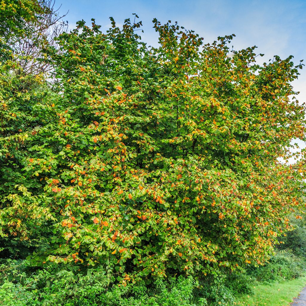 Haselnuss Longue d'Espagne - Corylus avellana