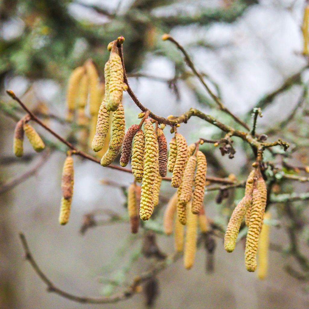 Haselnuss Longue d'Espagne - Corylus avellana