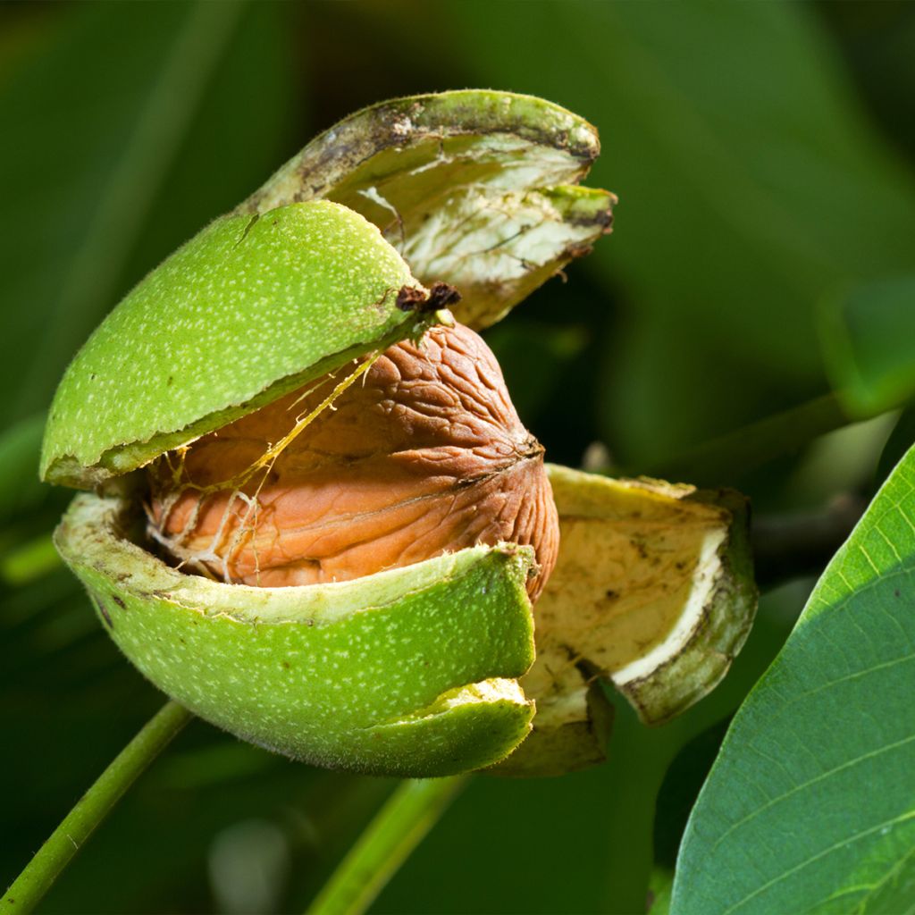 Walnuss Esterhazy II - Juglans regia