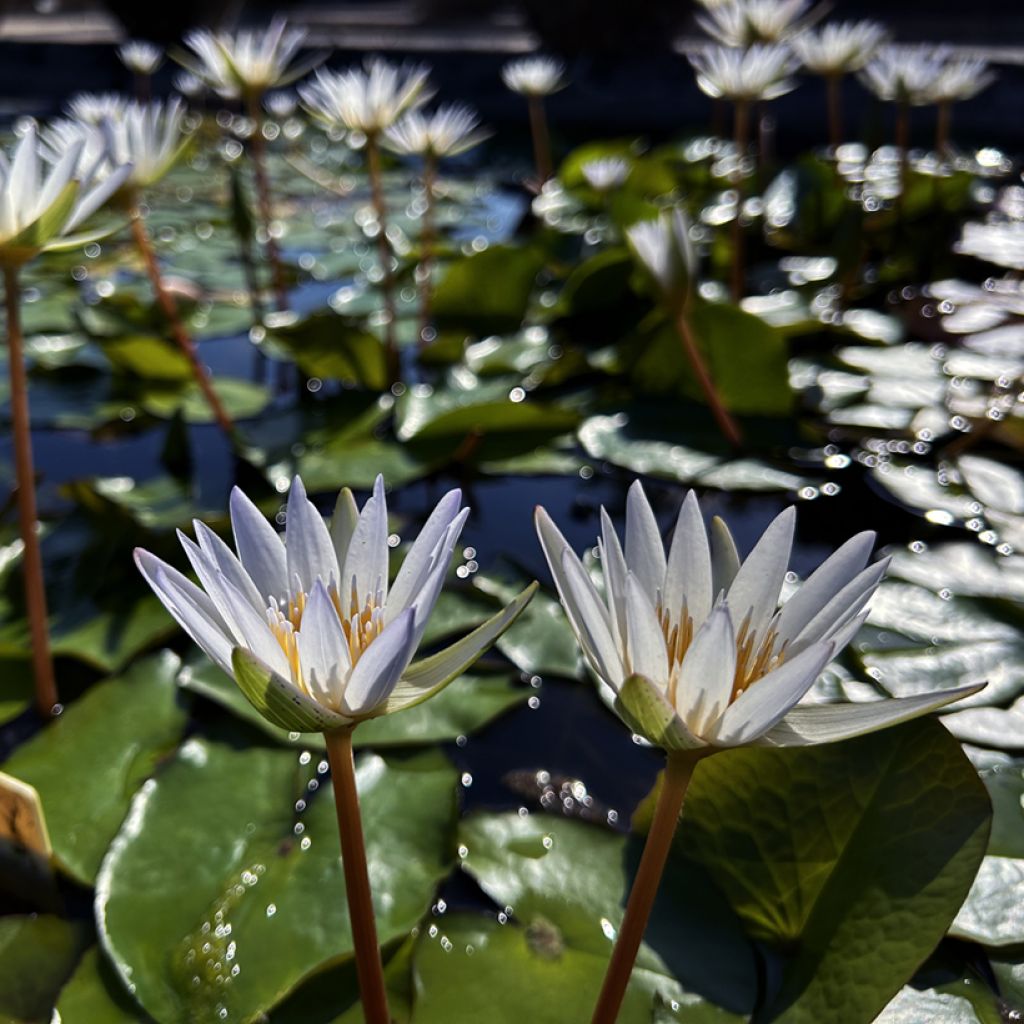 Nymphaea Dauben - Tropische Seerose