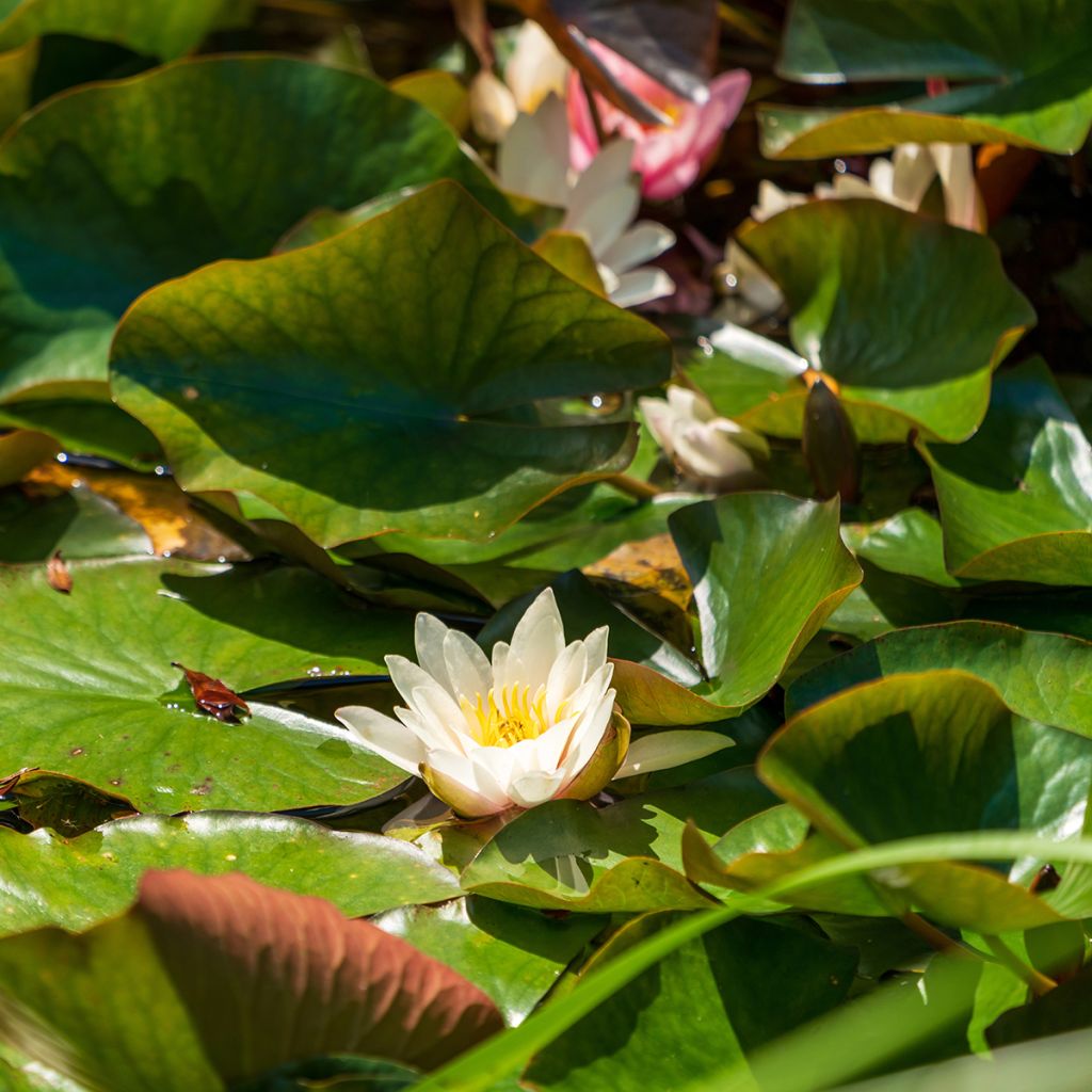 Nymphaea Marliacea Albida - Winterharte Seerose