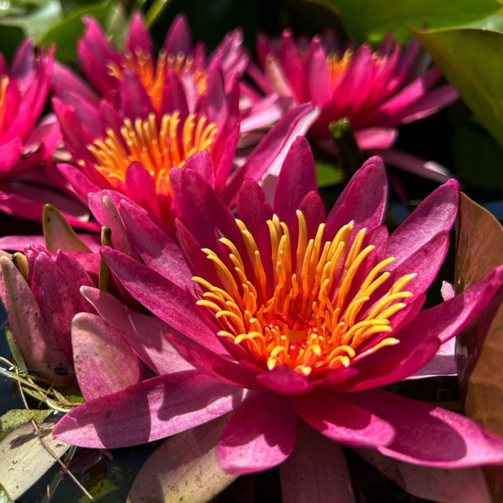 Nymphaea Newton - Winterharte Seerose