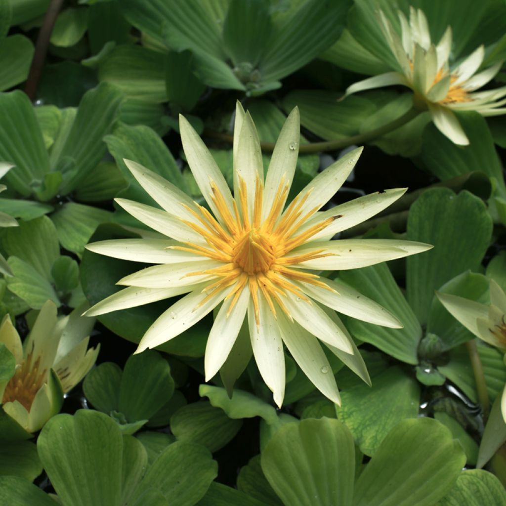 Nymphaea St. Louis Gold - Tropische Seerose