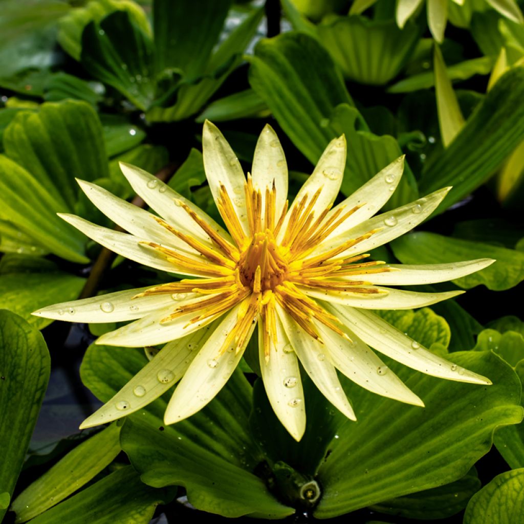 Nymphaea St. Louis Gold - Tropische Seerose