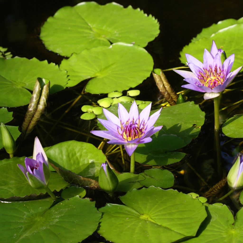 Nymphaea colorata - Bunte Seerose