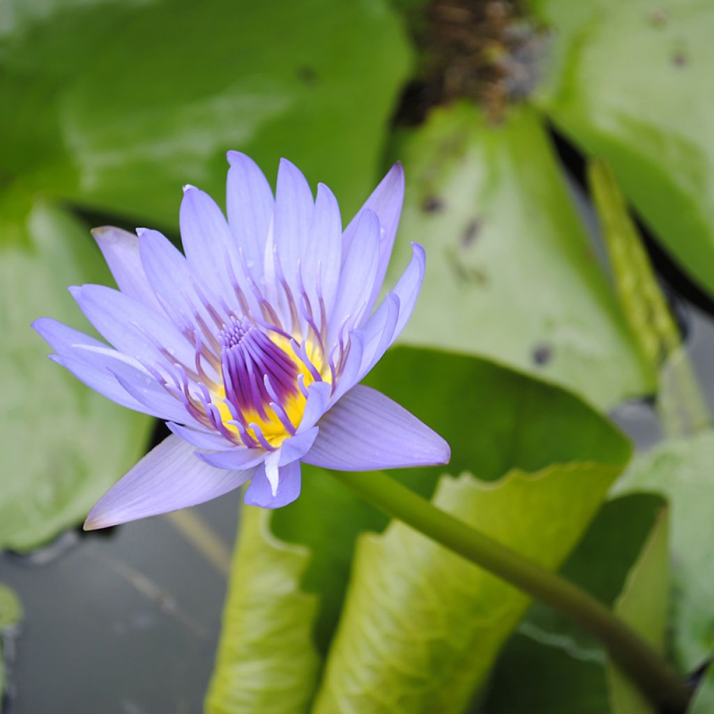 Nymphaea colorata - Bunte Seerose