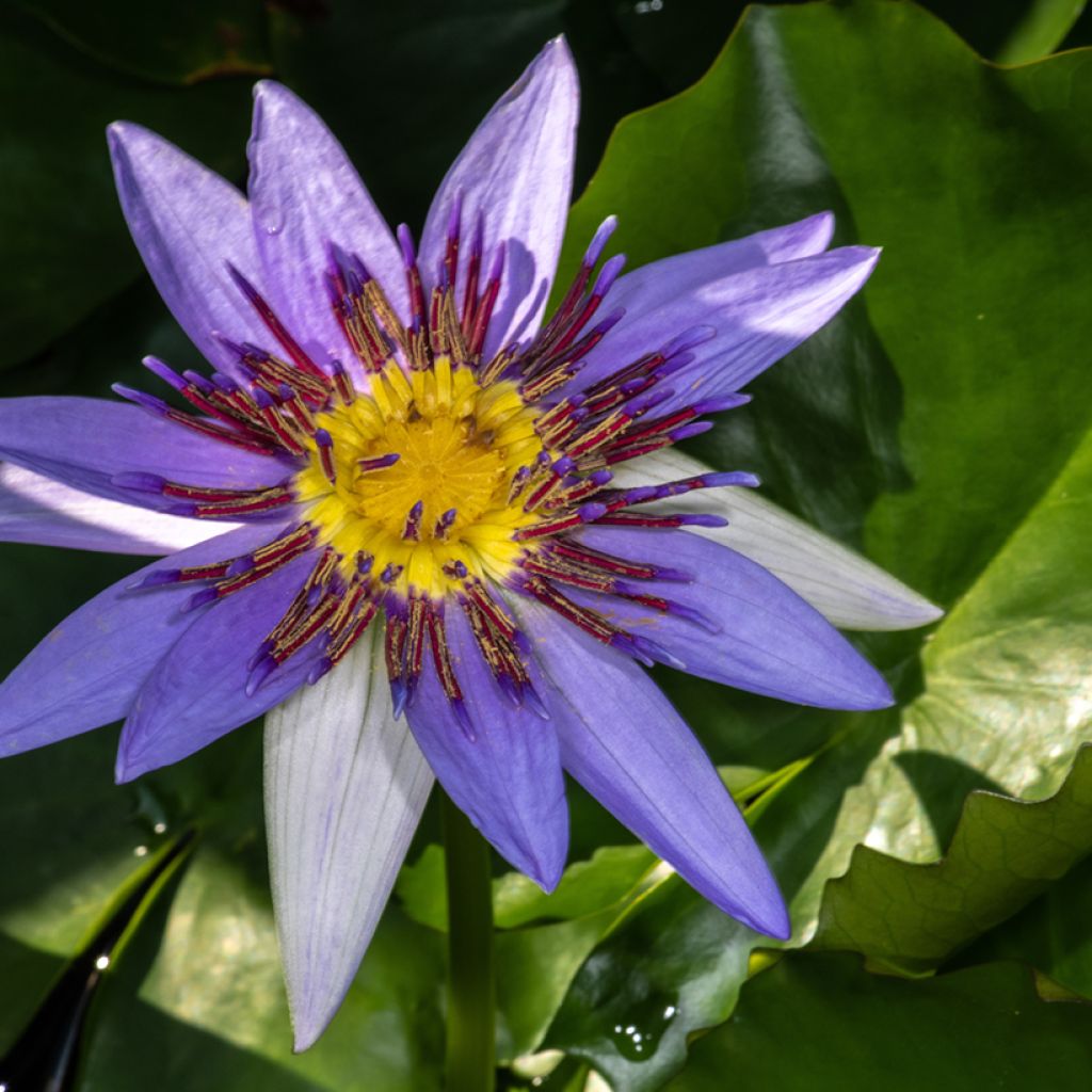 Nymphaea colorata - Bunte Seerose