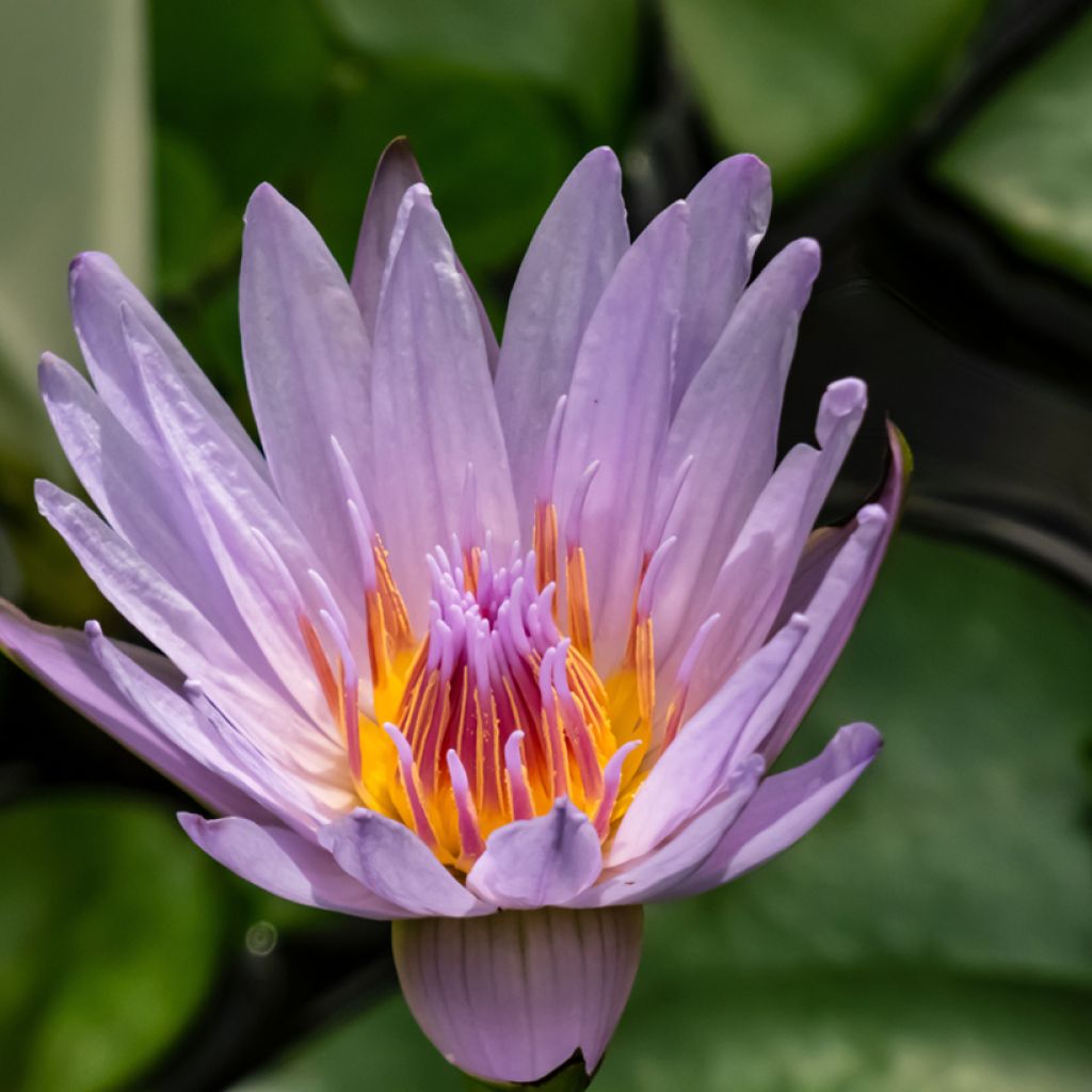 Nymphaea colorata - Bunte Seerose