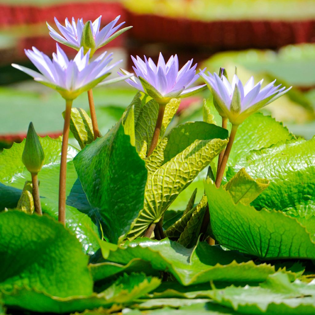 Nymphaea colorata - Bunte Seerose