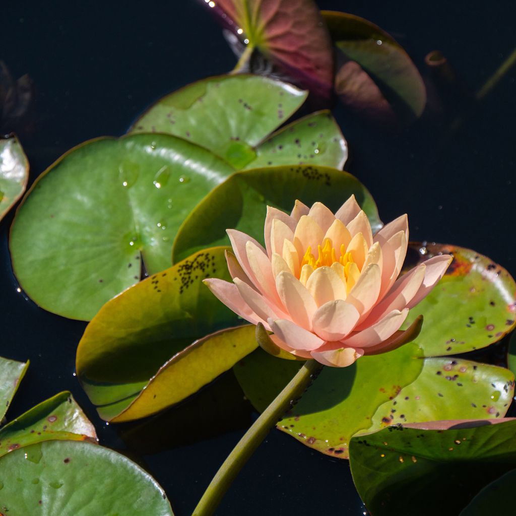 Nymphaea Clyde Ikins - Winterharte Seerose