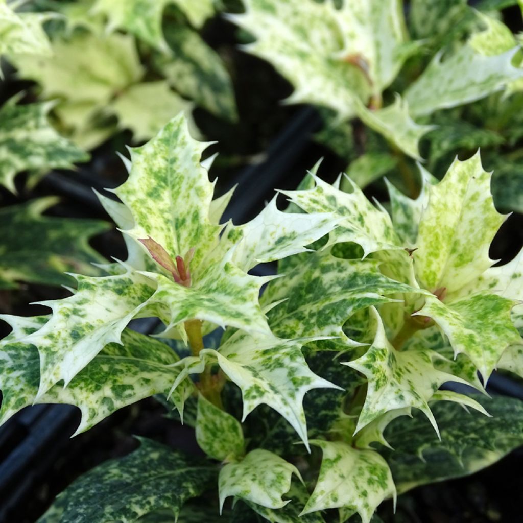 Stachelblättrige Duftblüte Tricolor - Osmanthus heterophyllus