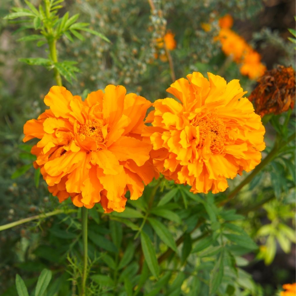 Studentenblume Bonanza Orange