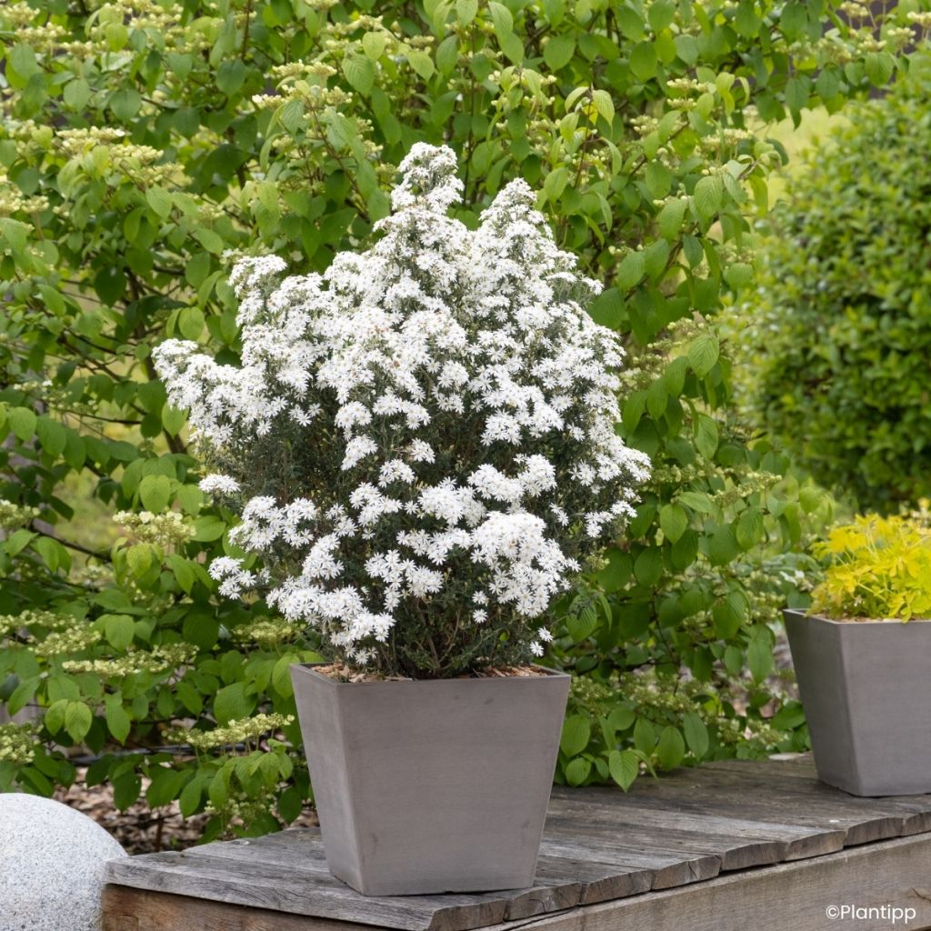 Olearia phlogopappa Spring Bling - Baumaster