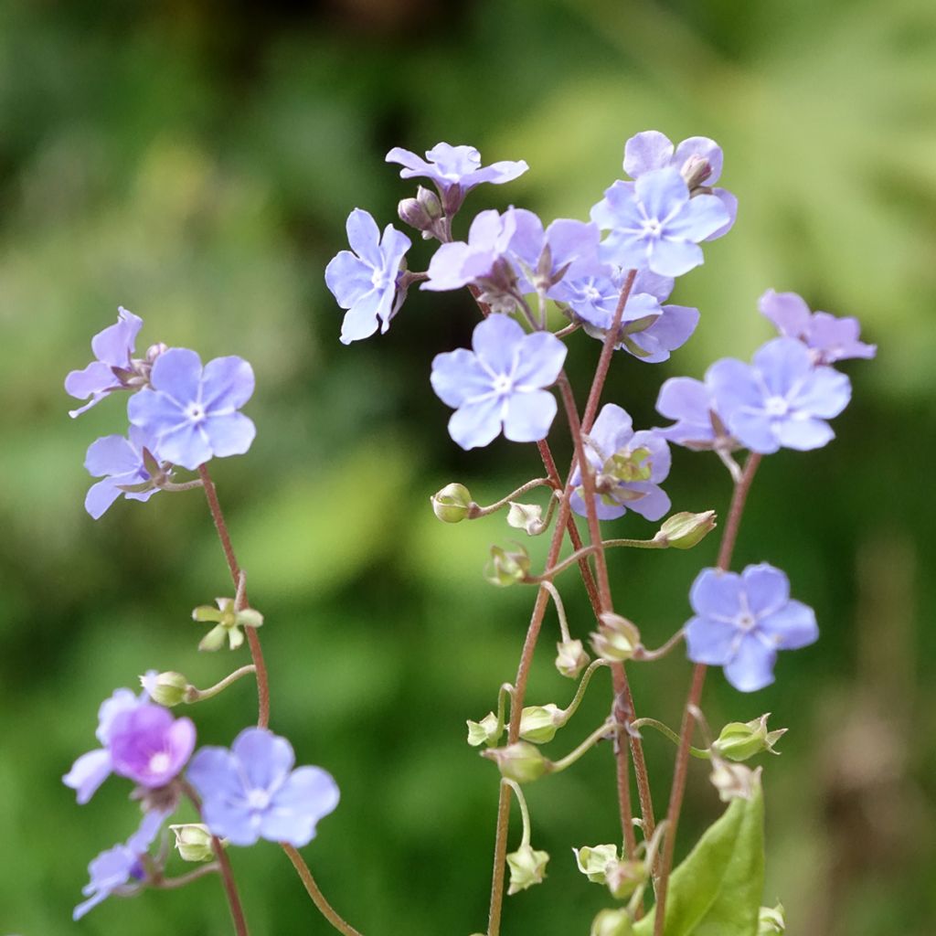 Omphalodes cappadocica Cherry Ingram - Kaukasus-Gedenkemein