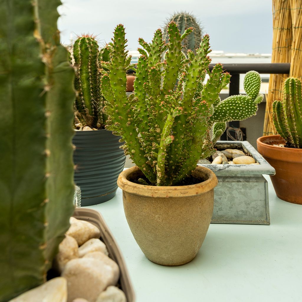 Opuntia monacantha