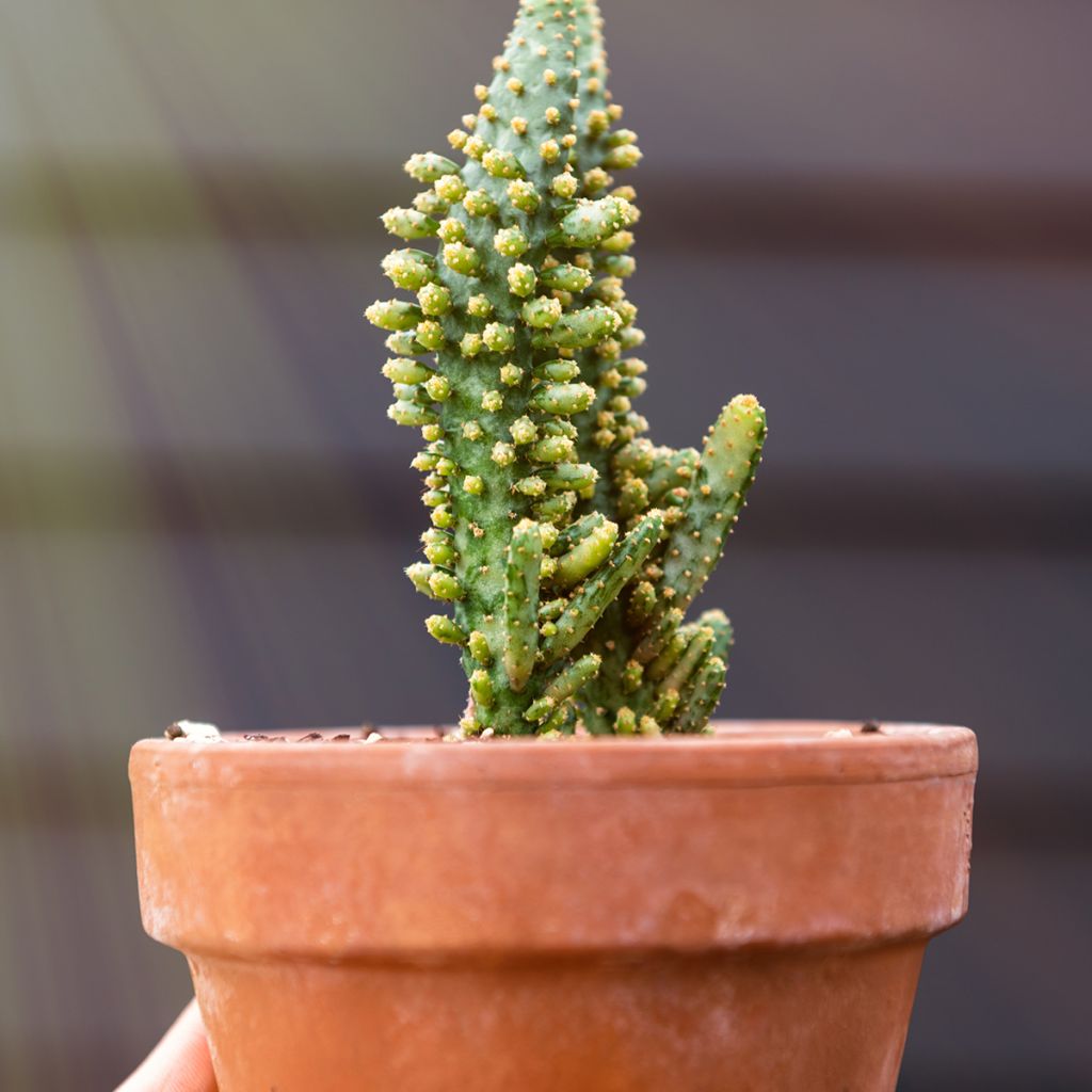 Opuntia monacantha