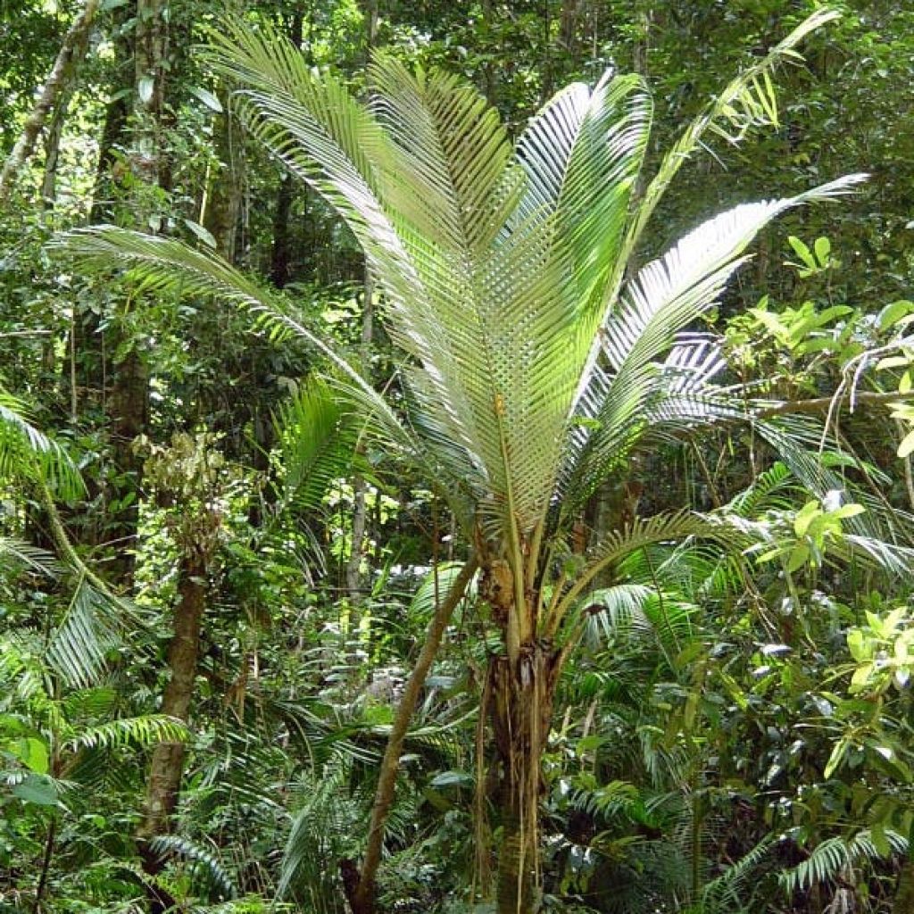 Oraniopsis appendiculata - Palme