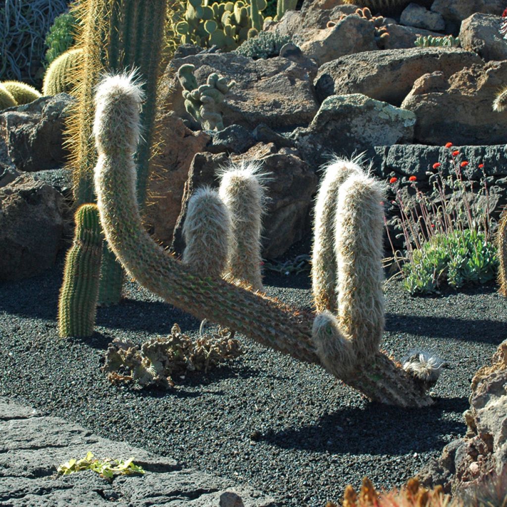 Oreocereus trollii - Kaktus